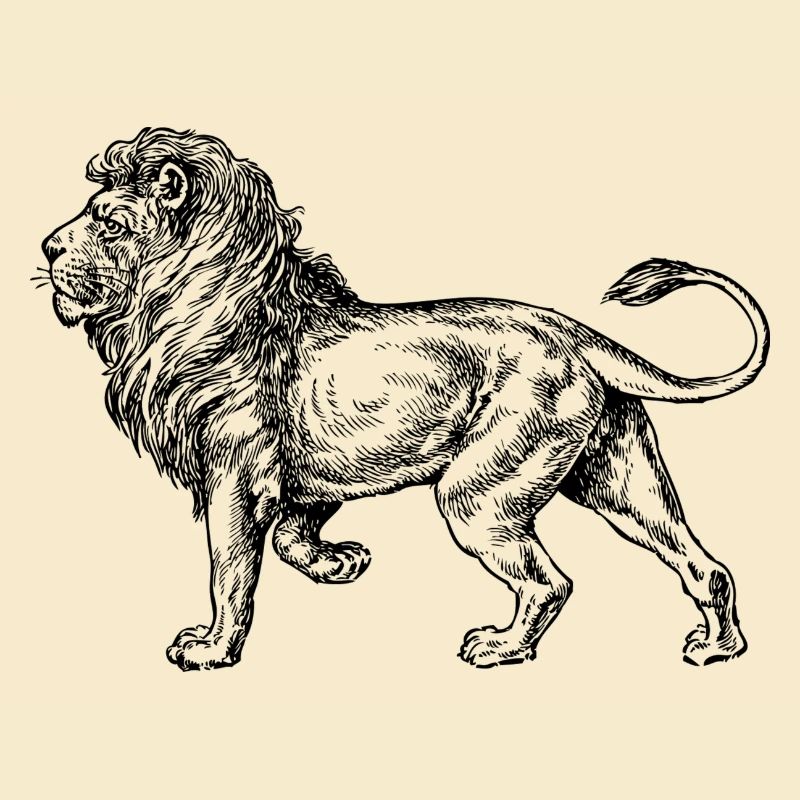 Big noir de lion et withe