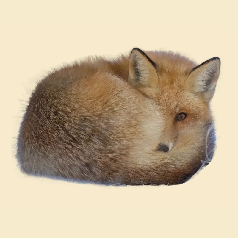 cute fox - süßer Fuchs