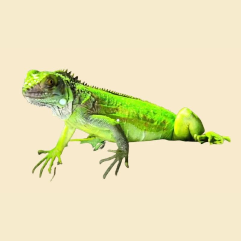 Leguan