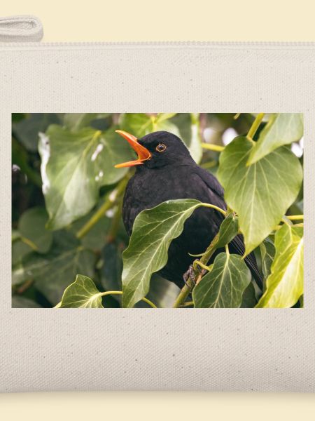 Amsel