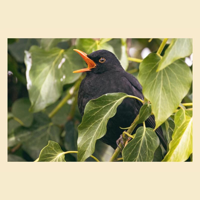 Amsel