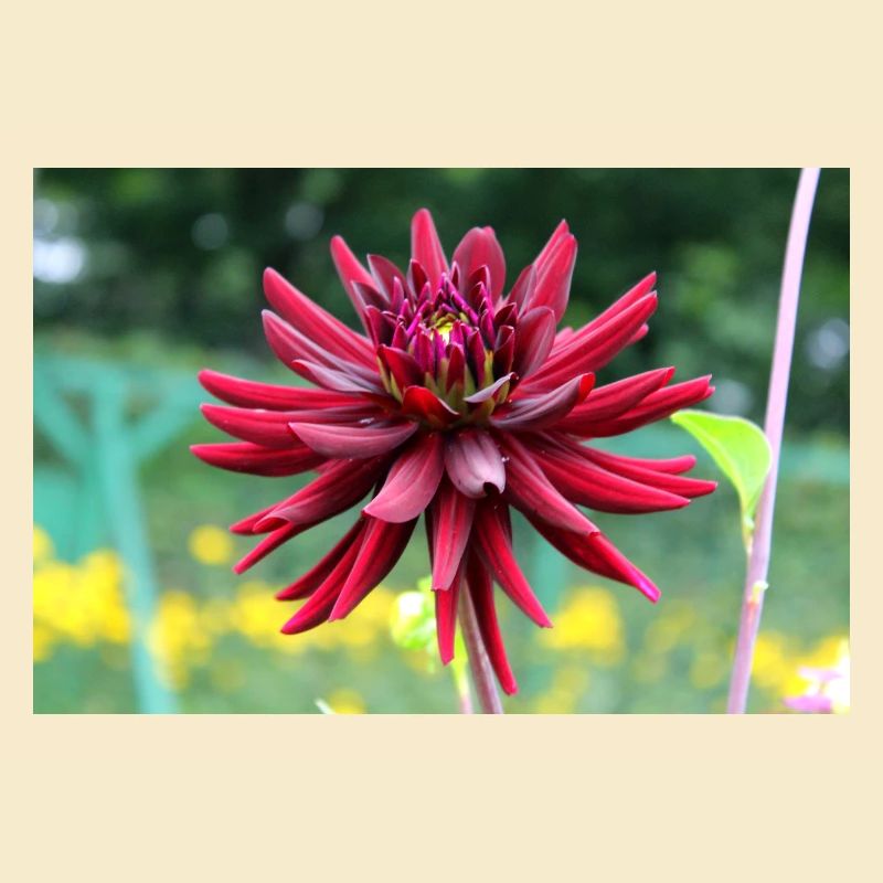 Blume rot rote Blume