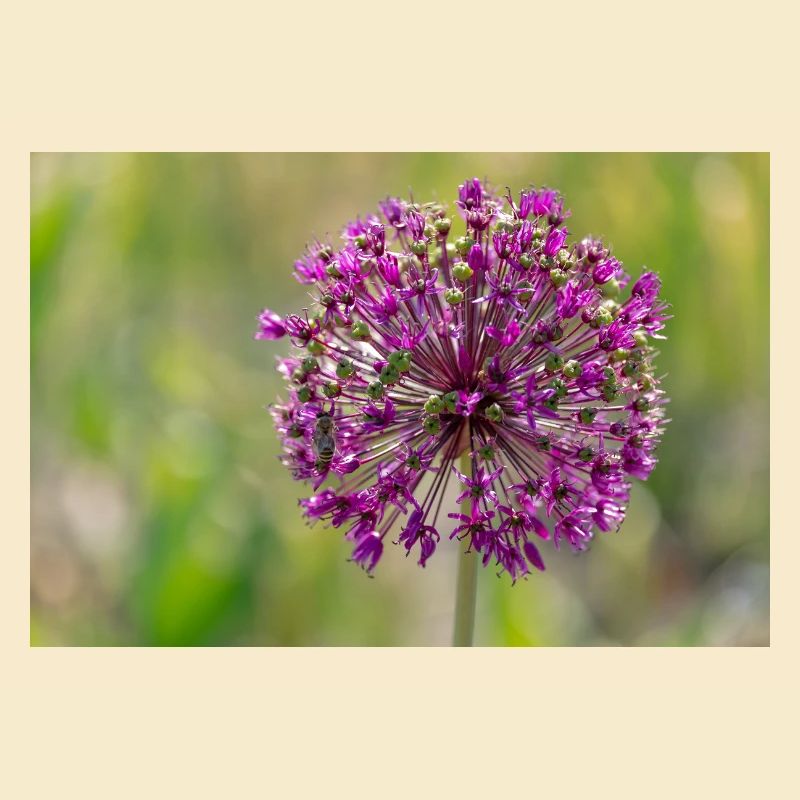 Gros plan d’une fleur violette - Poireau géant