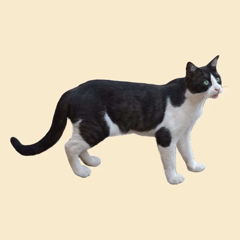 chat chat