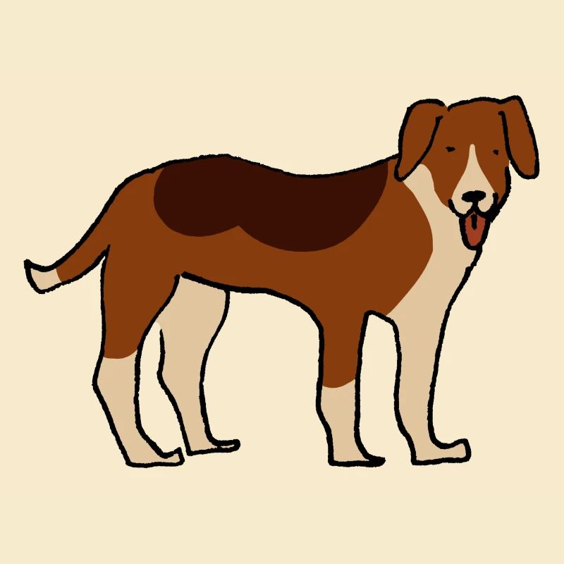 American Foxhound