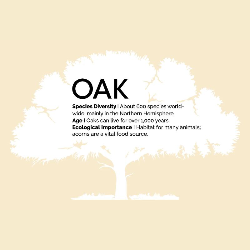 OAK Eichen mit Informationen Naturschutz Baum Wald