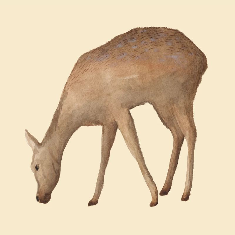 Reh