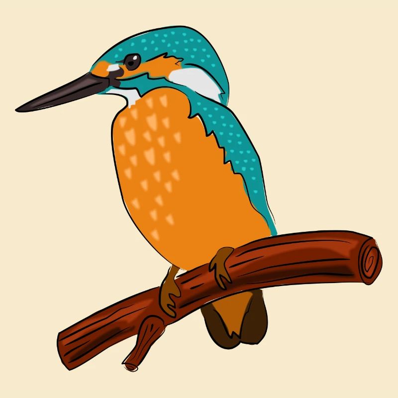 eisvogel vogel bunt