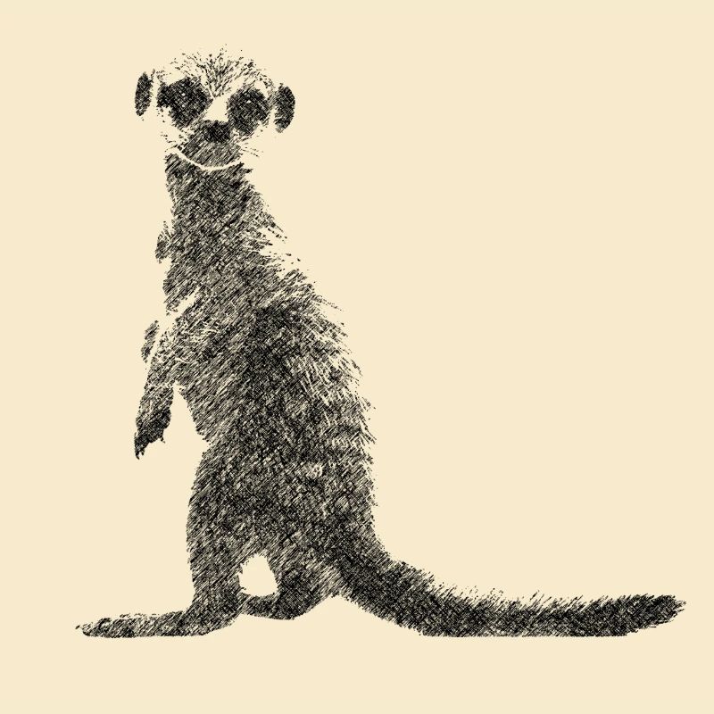 Erdmännchen