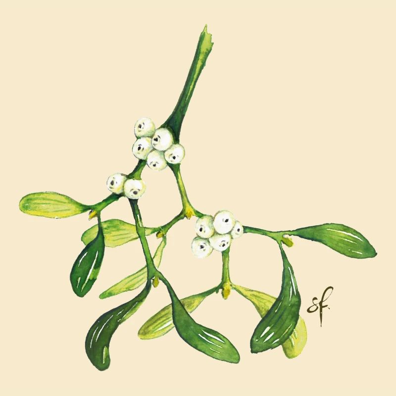 Mistletoe