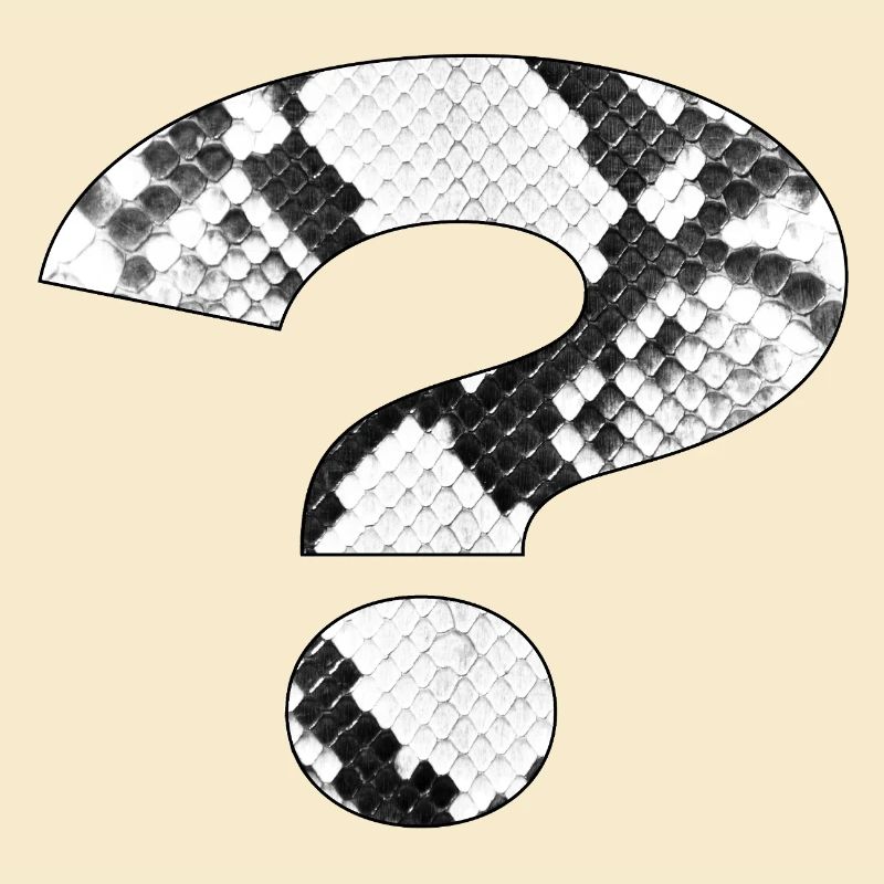 Snakeskin Pattern Question Mark Design