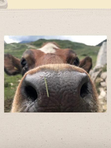 Kuh Nase