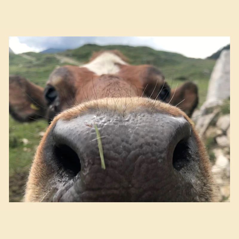 Kuh Nase
