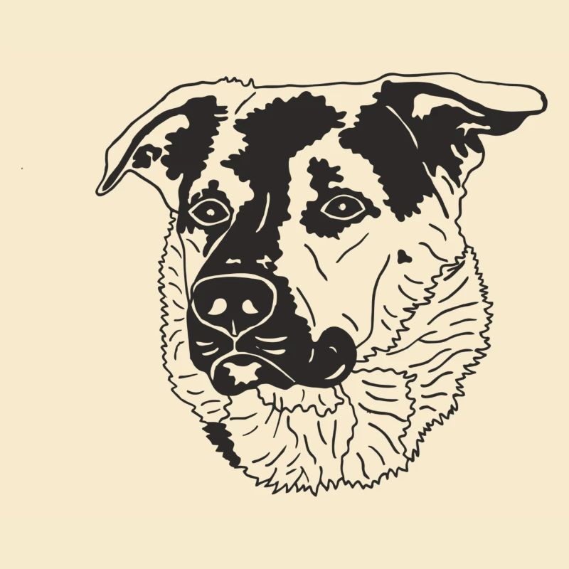 Schäferhund Mix