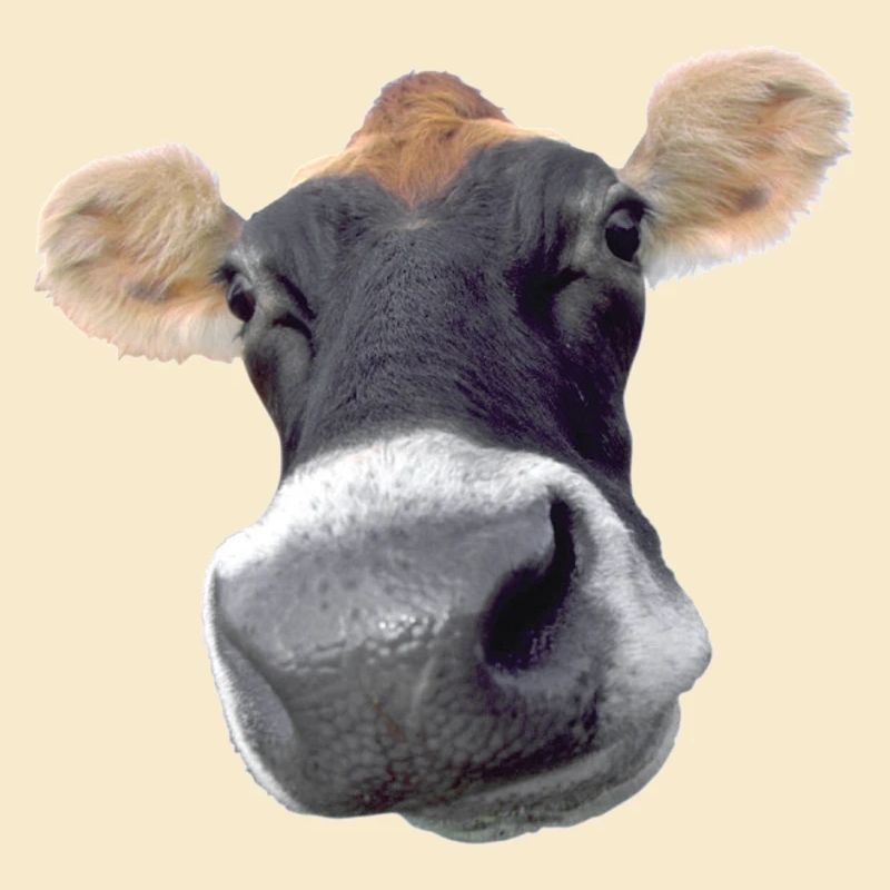 Muh Kuh