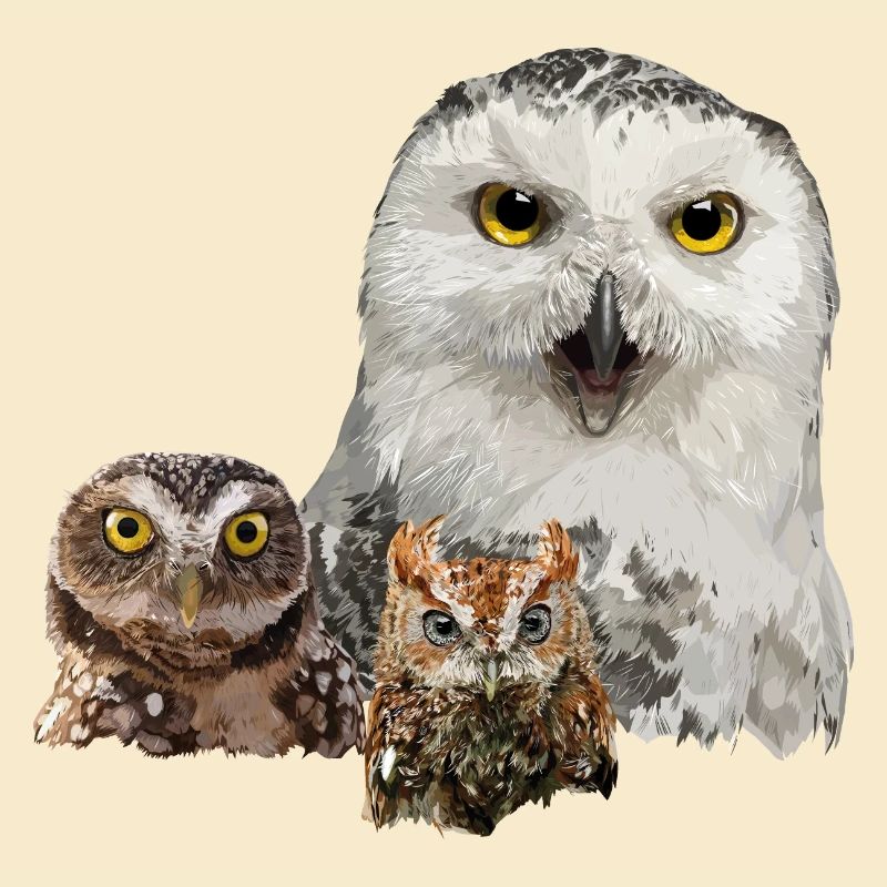 Eule, Eule und Eule