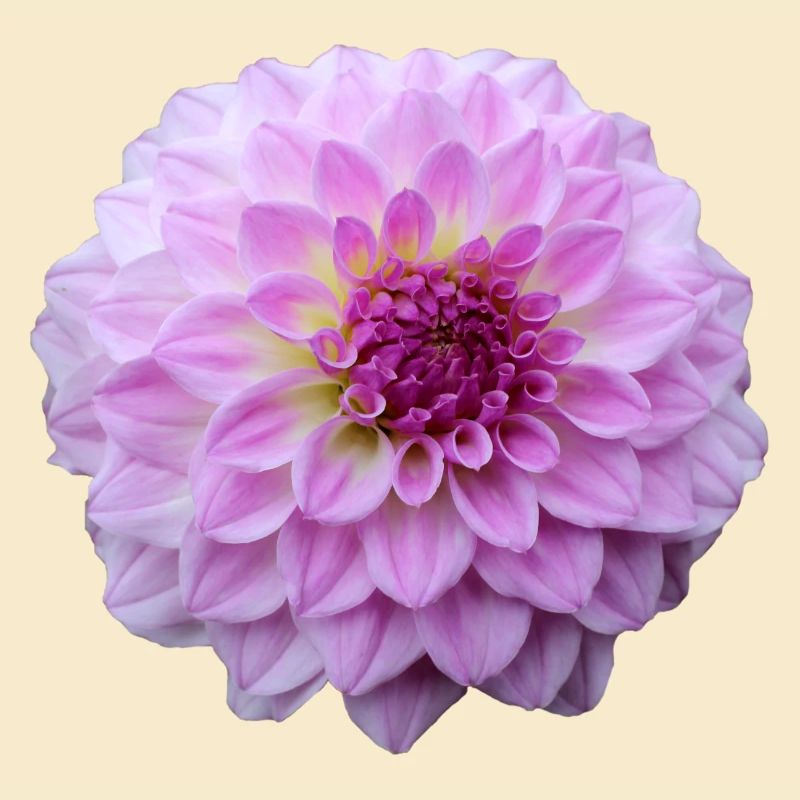 Fleur Rose Rose Fleur Fleurs Rose Rose Fleurs