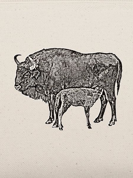 Bison mit Kalb sw