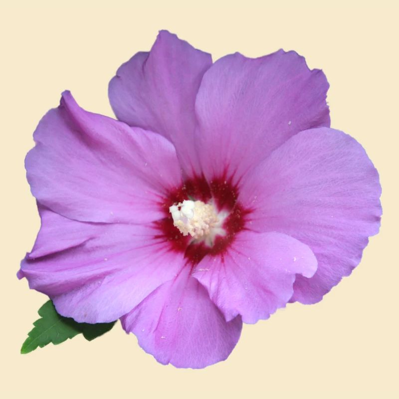 Rose rosa Blume Roseneibisch