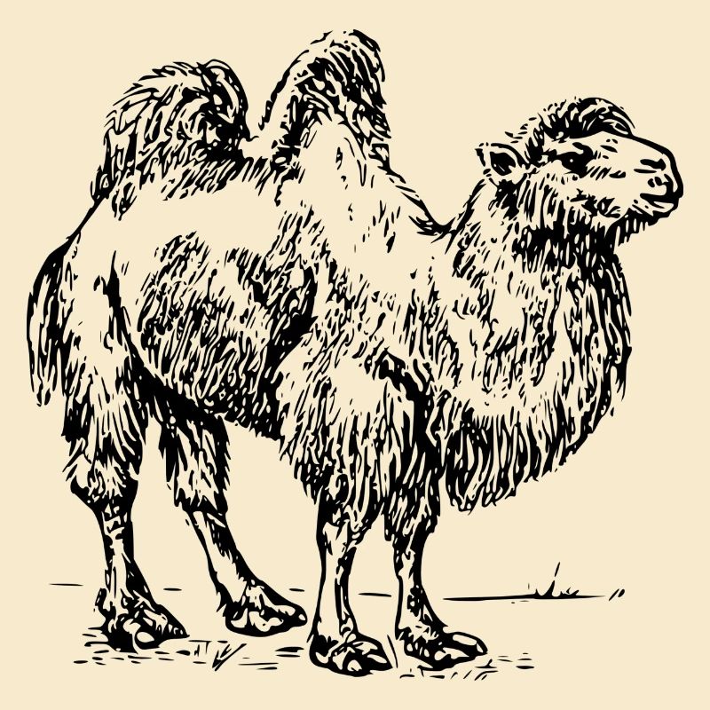 Kamel