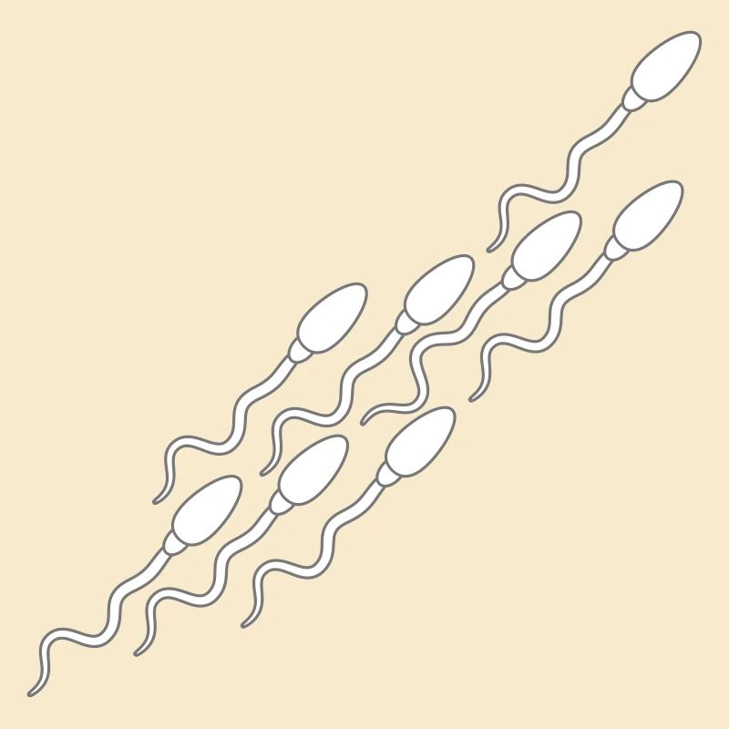 modèle sperme sperme enceinte sperme éjaculation