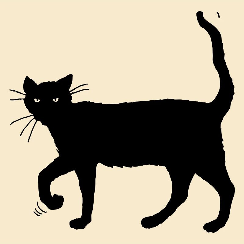 Black cat