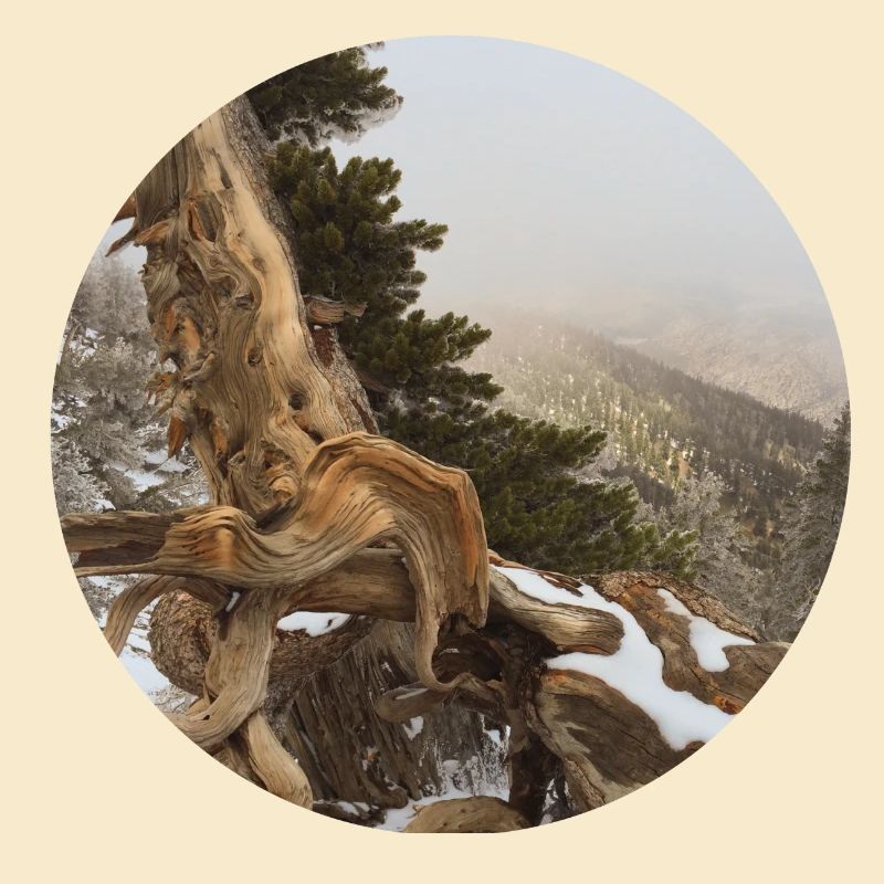 old gnarled tree on the Pacific Crest Trail