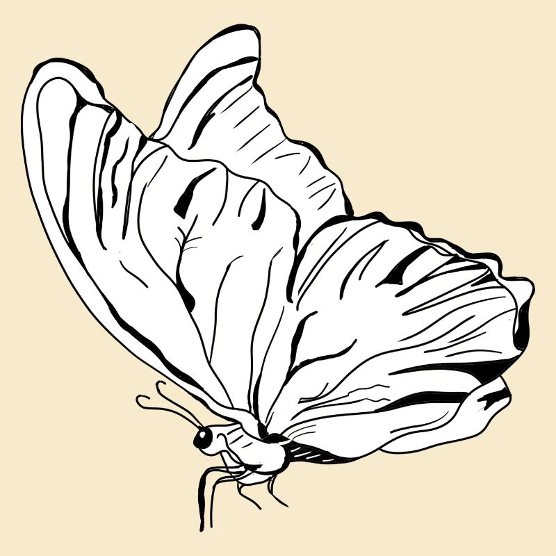 papillon vecter