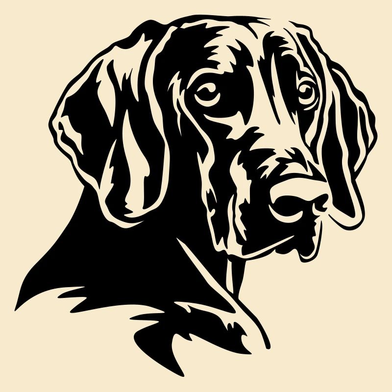 Weimaraner Kopf