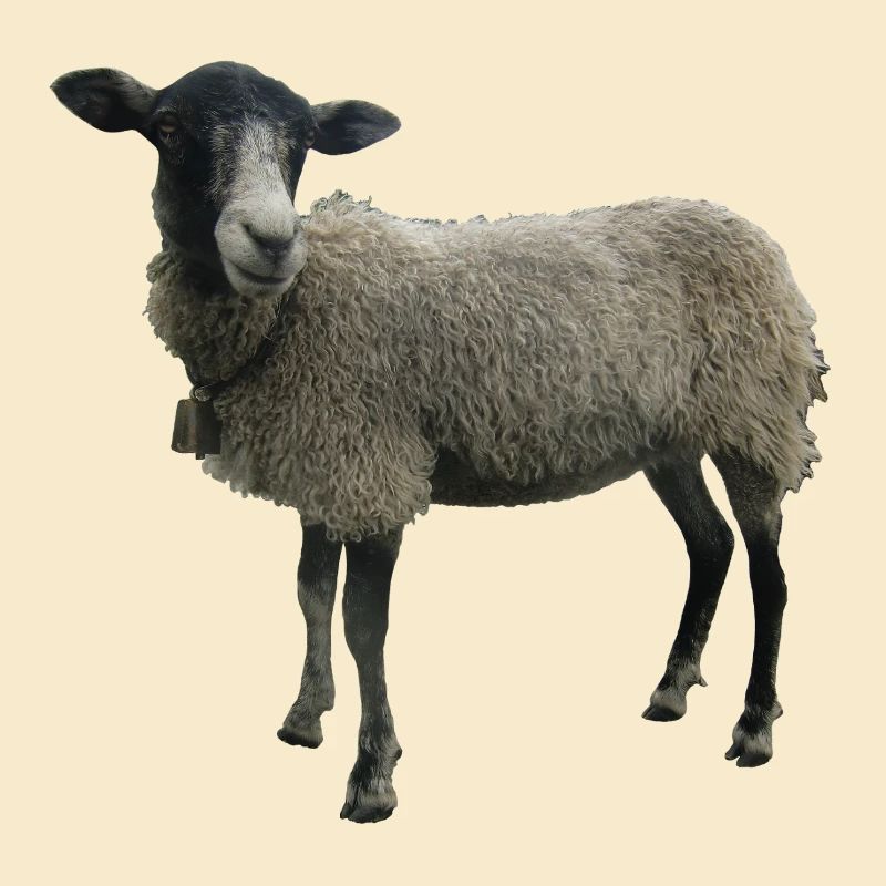 Mouton