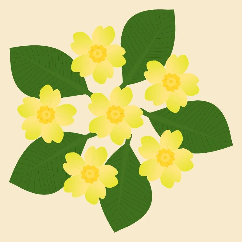 Février, Fleurs de naissance, primevères d’anniversaire, fleur d’anniversaire