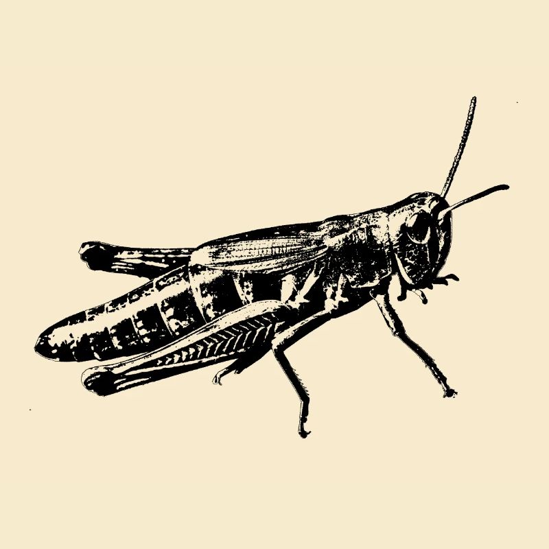 graphique sauterelle