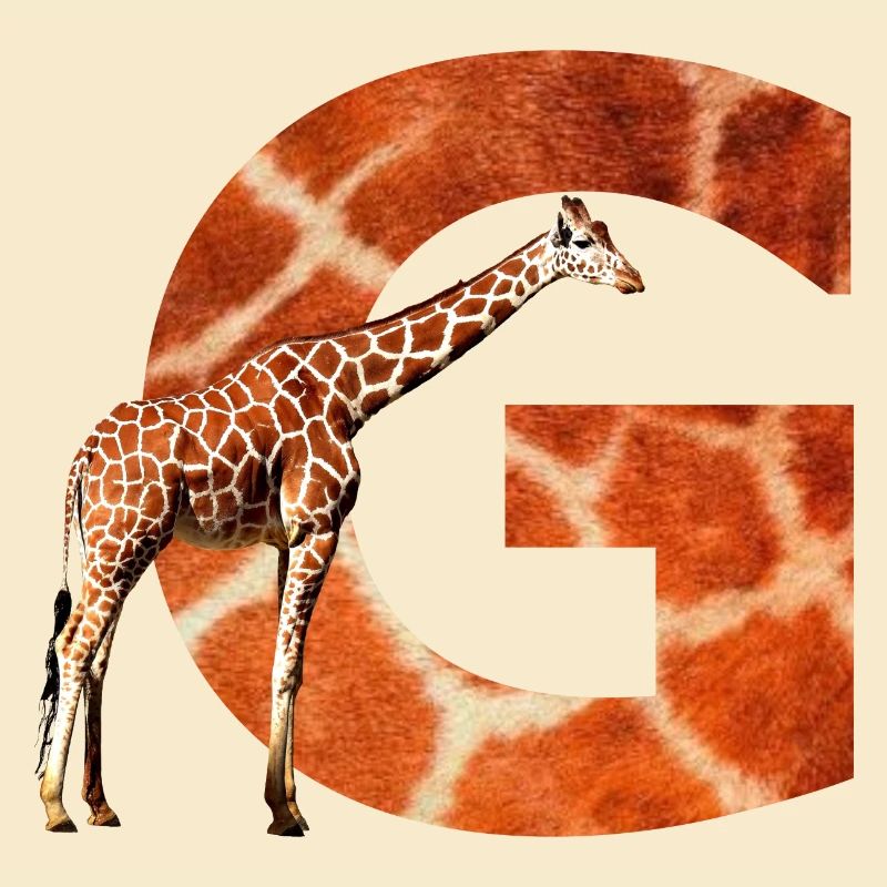 giraffe g