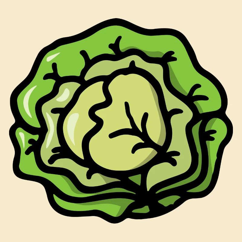 Salad cabbage vegetables - Salad cabbage vegetable
