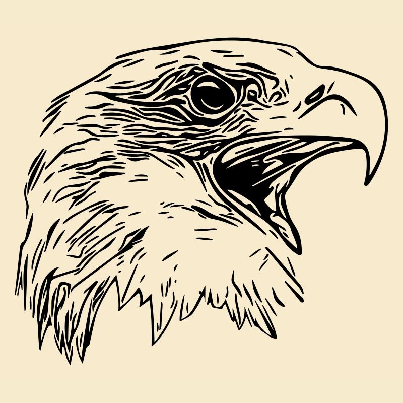Tête d’aigle - Oiseau de prédant Royal Vector
