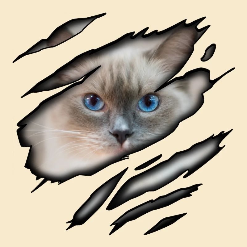 Ragdoll in mir