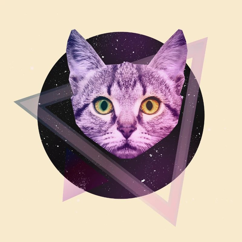 Chat de l'espace