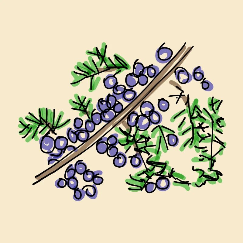 juniper