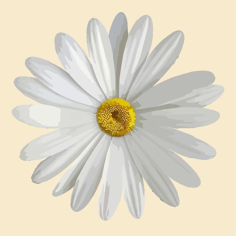 Gänseblümchen
