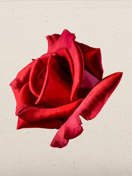 Rote Rose