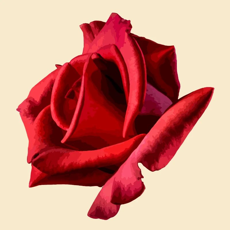 Rote Rose