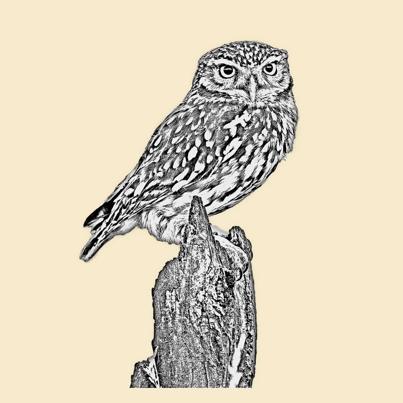 Steinkauz
