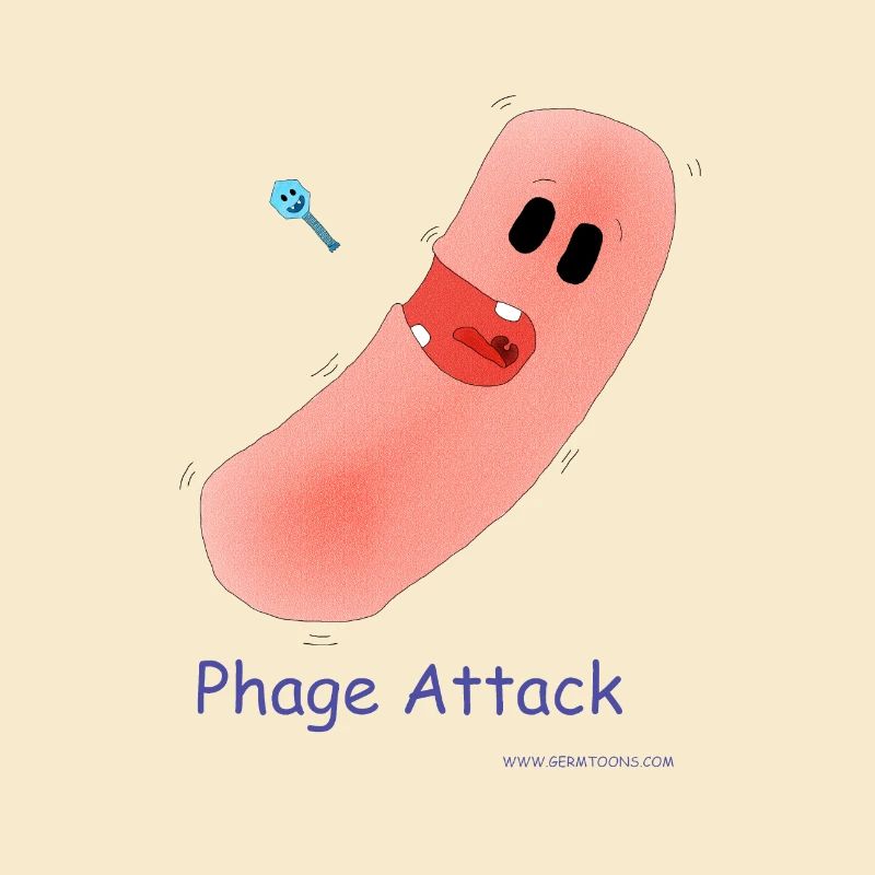 Attaque du phage - Bactéries et bactériophages