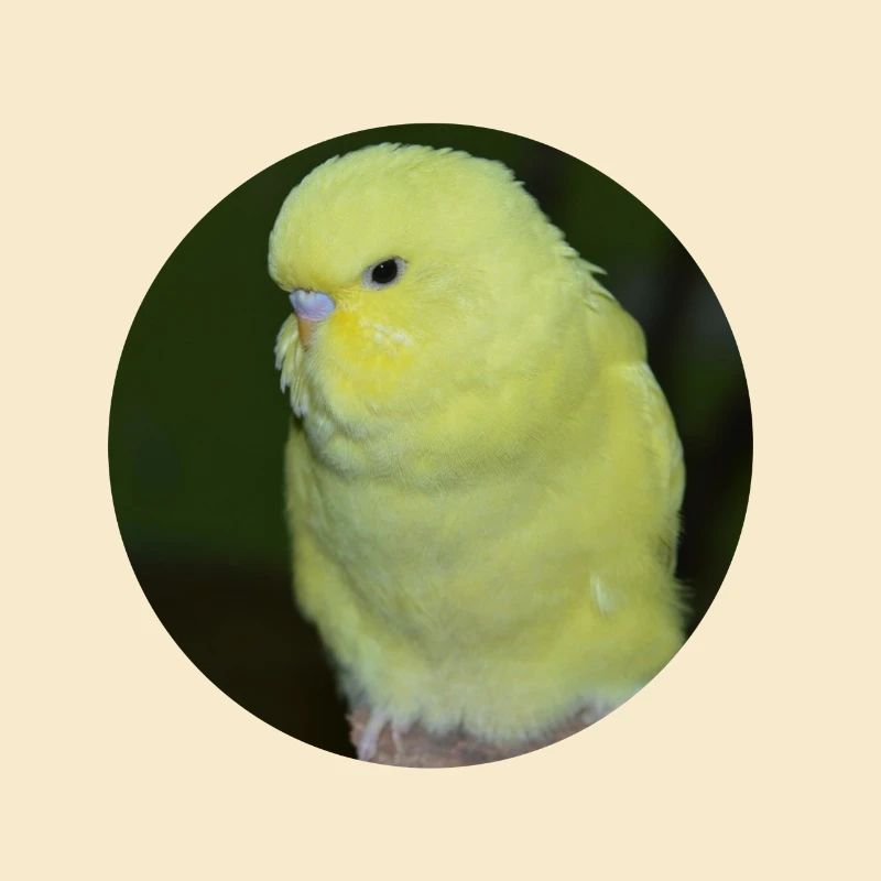 Budgies yellow budgie parakeet