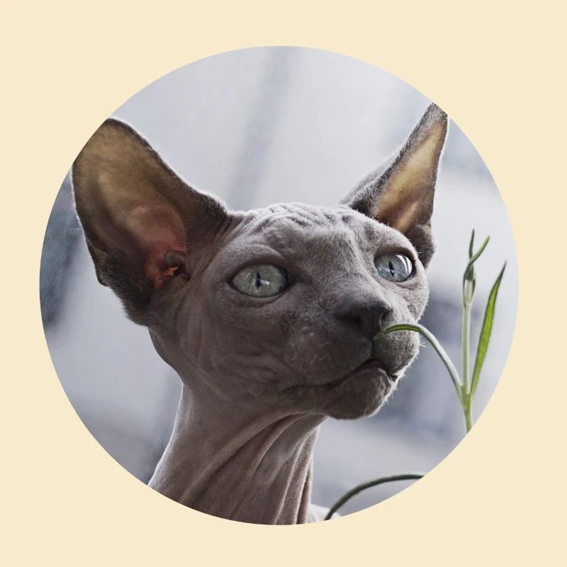 Chat nu chat sphynx
