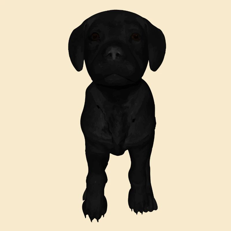 Chiot Labrador