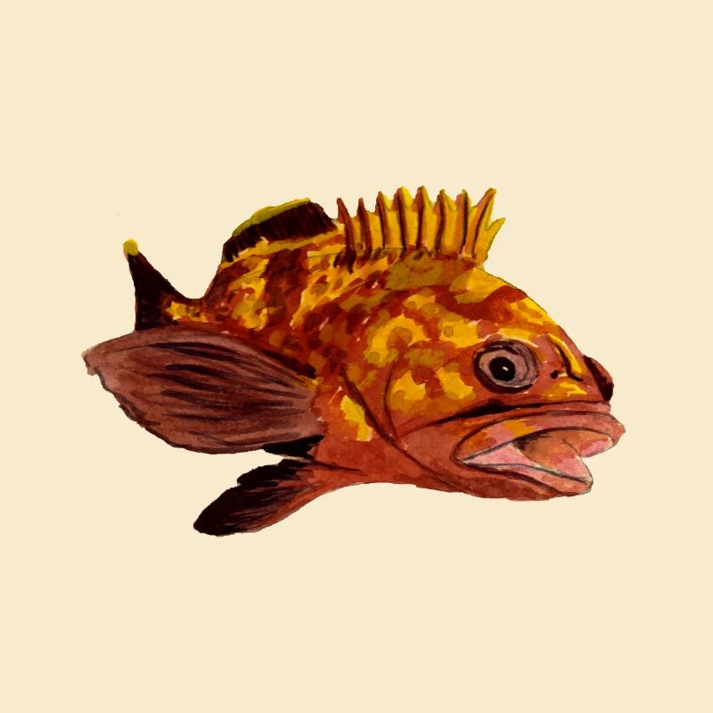 grouper
