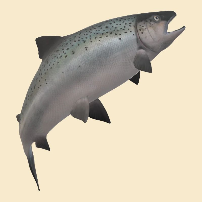 3D Lachs
