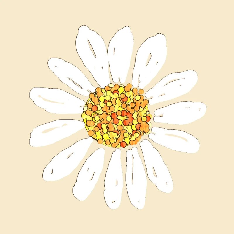 Blume der Gänseblume