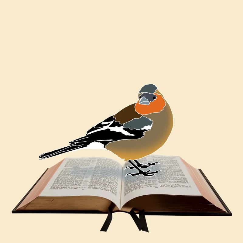 Buchfink auf Buch